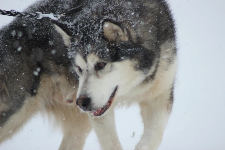 a dog walking in snow with a leash