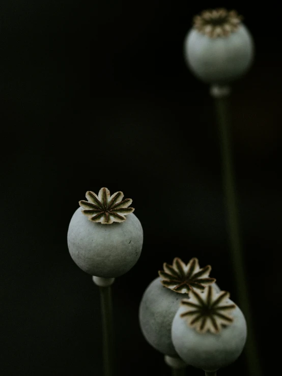 three flower shaped objects on a stem with a dark background