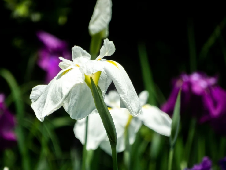 a tall white flower is standing among other flowers