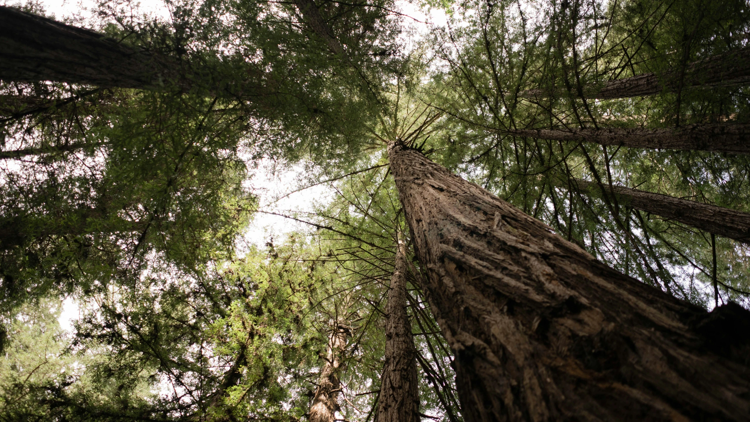 the looking up at tall trees and nches from below