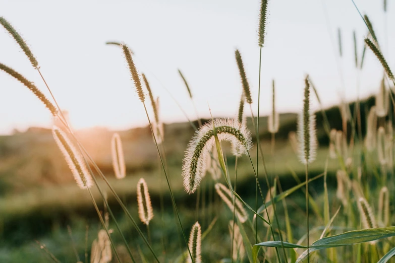 a plant is shown in a grassy field