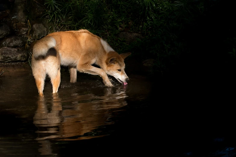 a dog is drinking water from the river