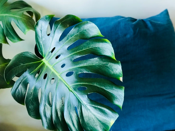 an ornate plant and pillow sitting on a table