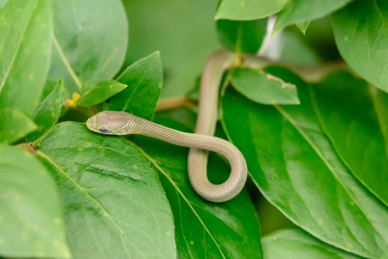 the snake is sitting on a leafy nch