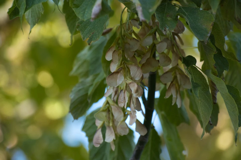 a bunch of white flower clusters hanging from a tree