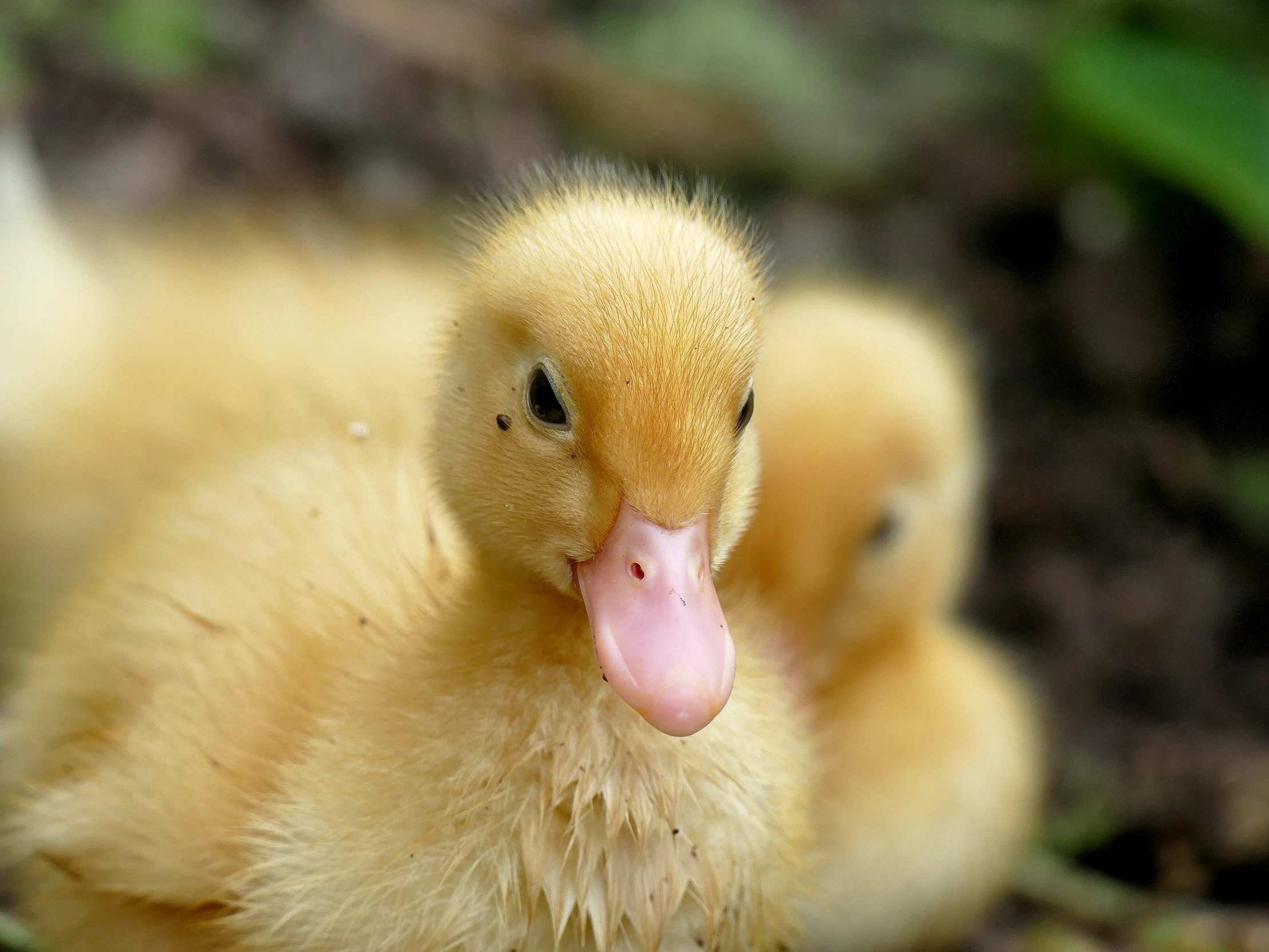 a close up image of a duckling, with her tongue out