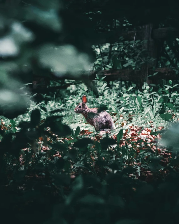 the young rabbit stands in tall grass next to trees