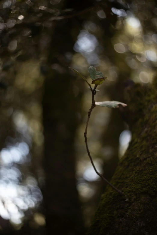 the vine on the trunk is growing out of the bark