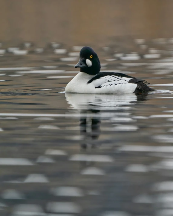 an animal floating on top of water with dots