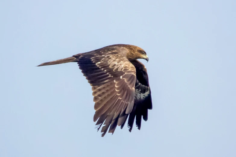 a hawk is flying through the air on a blue day