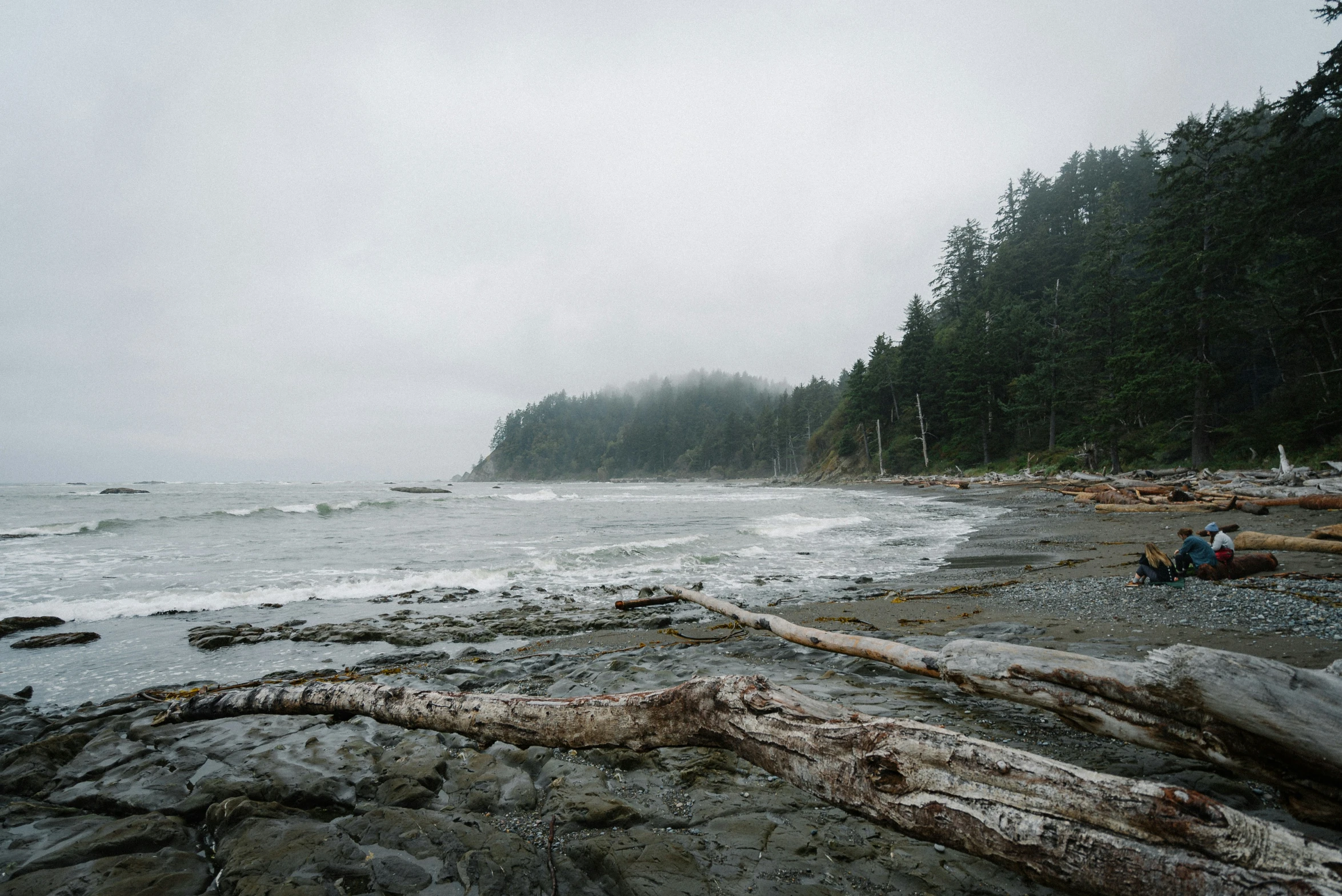 a forest scene is shown, as the shore of a lake is frozen