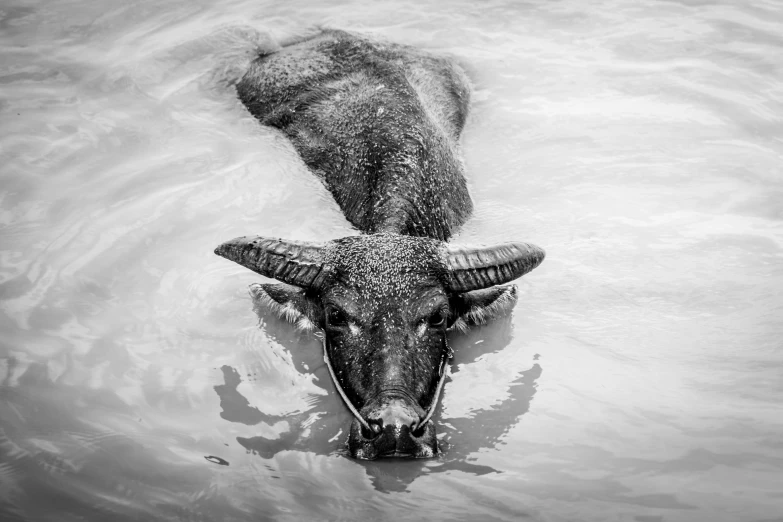 an animal that is laying down in some water