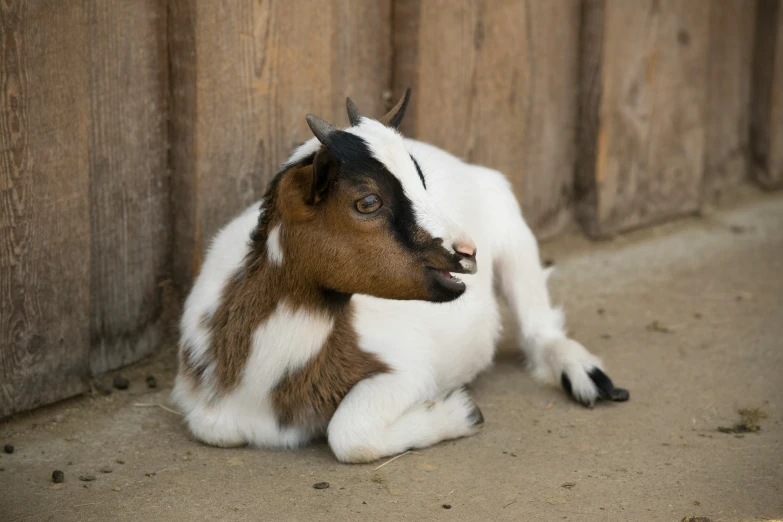 a small goat is laying against a wood fence