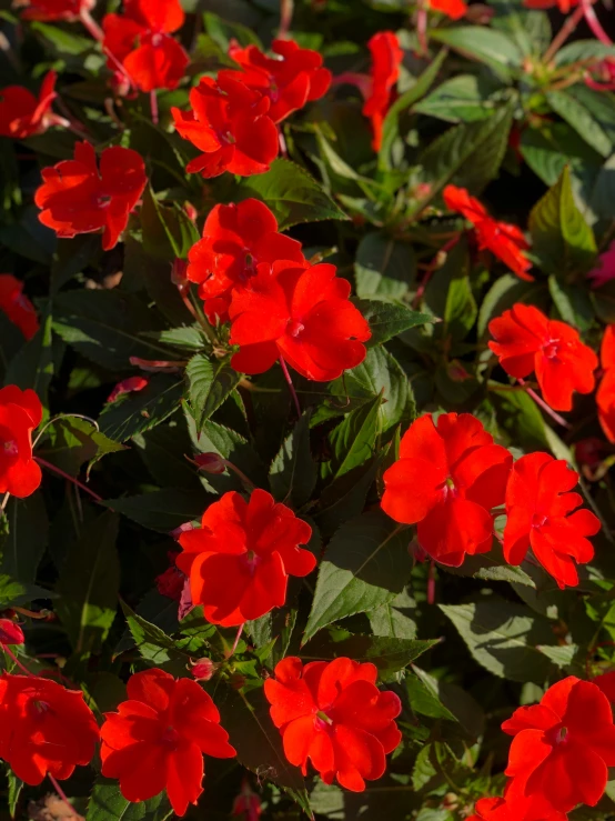 a group of red flowers surrounded by green leaves