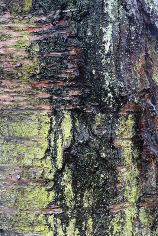 bark on a tree with green moss growing off of the bark