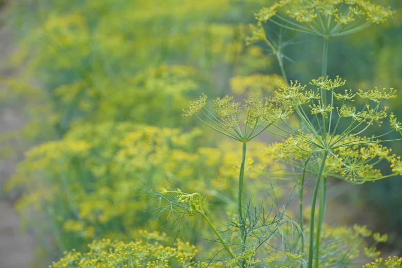 a field of tall grass with yellow flowers