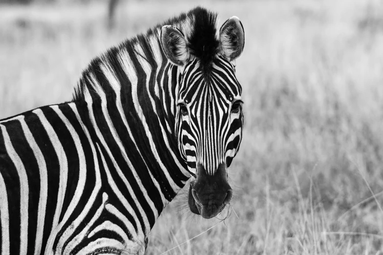 a black and white ze is standing in the tall grass