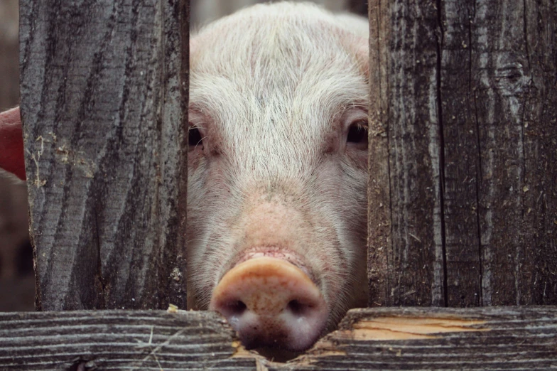 a white pig sticking its head through the fence