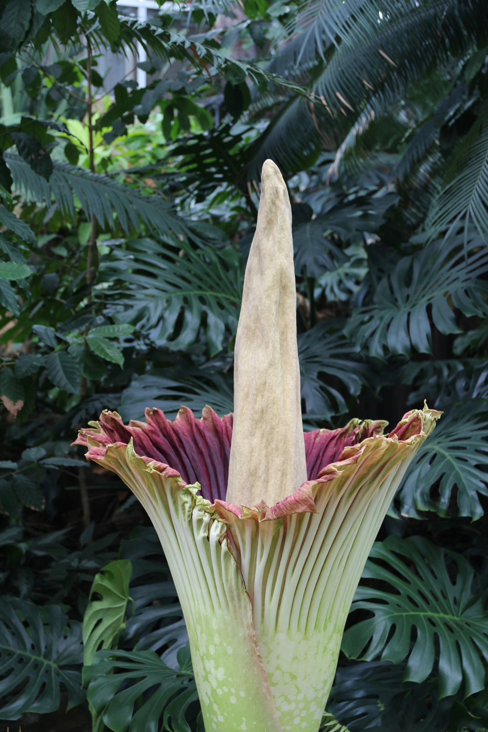 large white flower with green leaves in the background