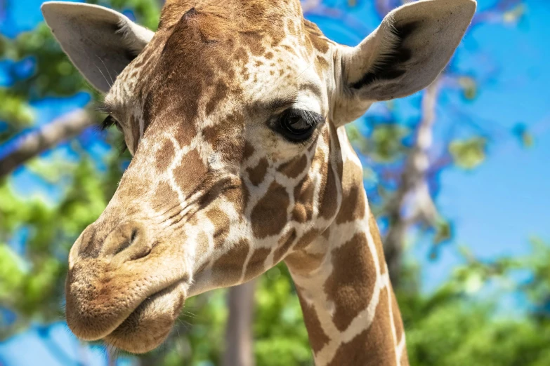 an extreme close up image of a giraffe