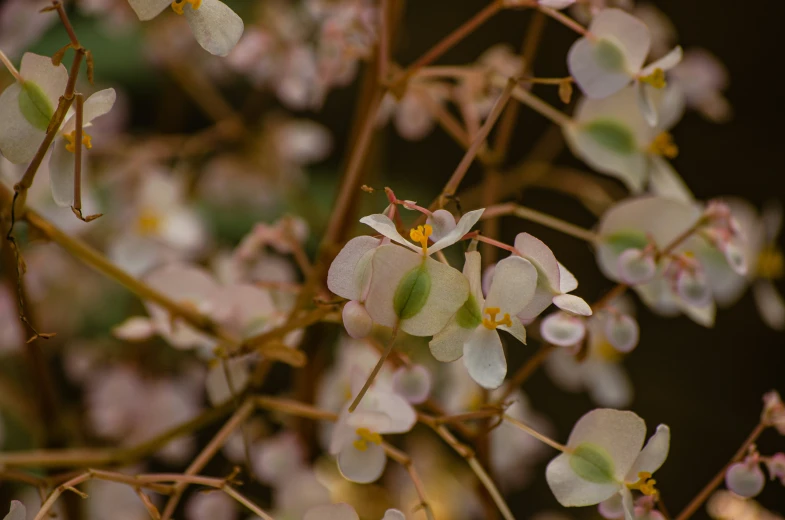 a bush with little flowers is covered by leaves