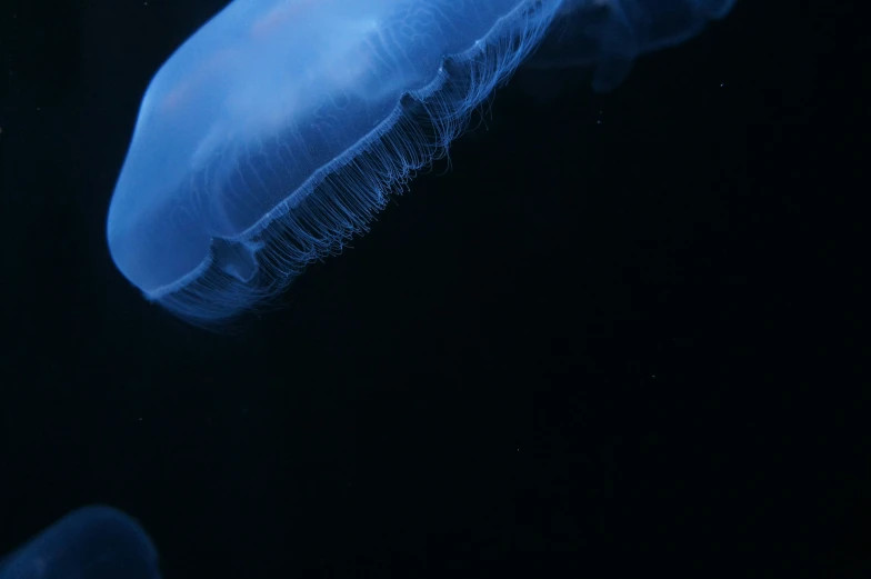 a blue jellyfish is swimming in the ocean