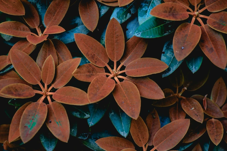 close up s of red leaves on a tree