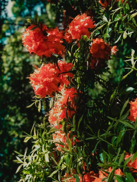 a bush of beautiful flowers on a sunny day