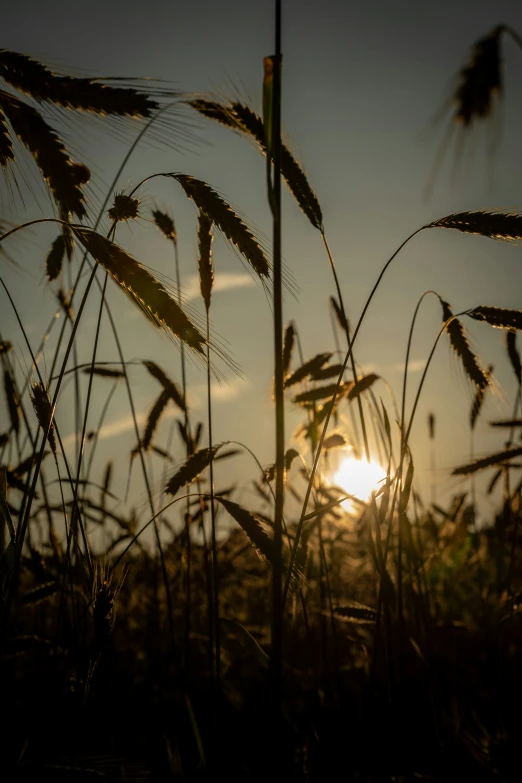 the sun rises in a cloudy sky with a few tall grass