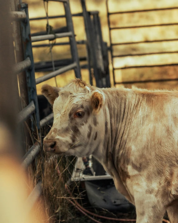 a cow standing inside of a metal fence