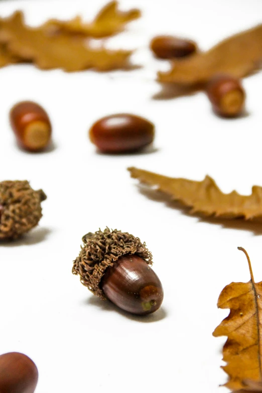 a collection of nuts and leaves of different shapes