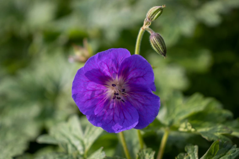 an image of a purple flower that is blooming