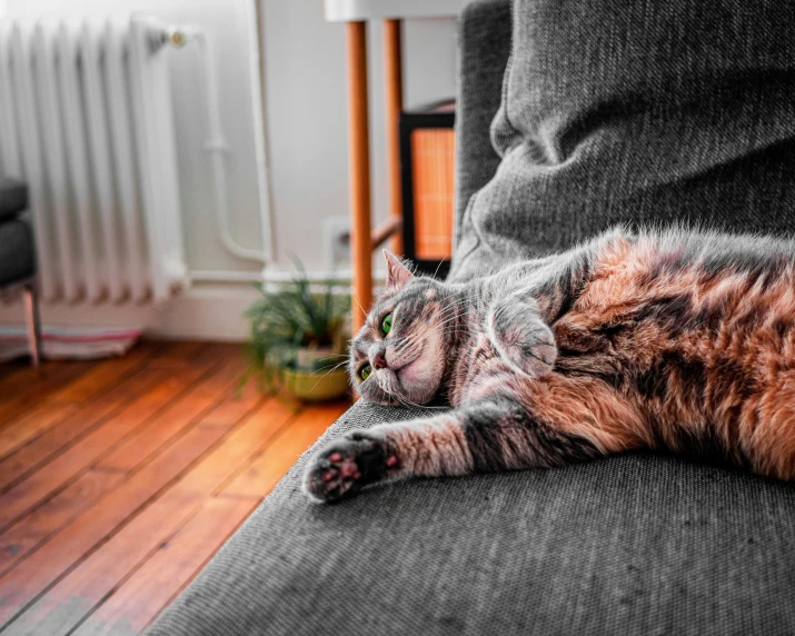 a large cat lying on top of a couch