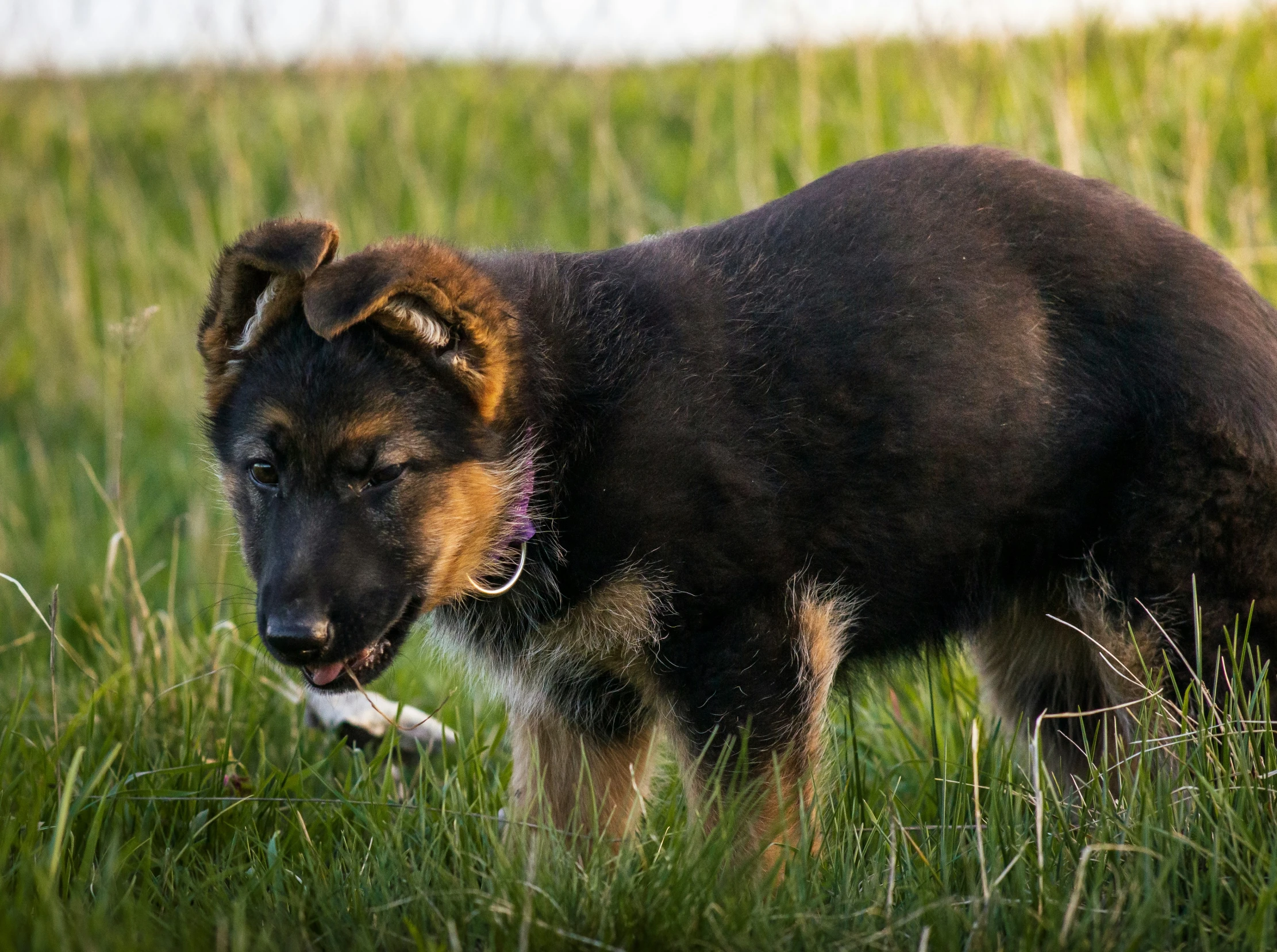 a large black and brown dog standing in the grass