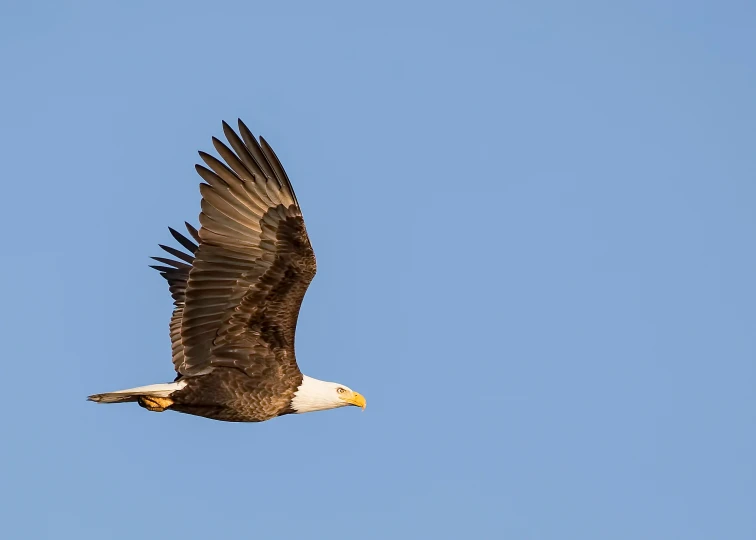 an eagle flying through the air above itself