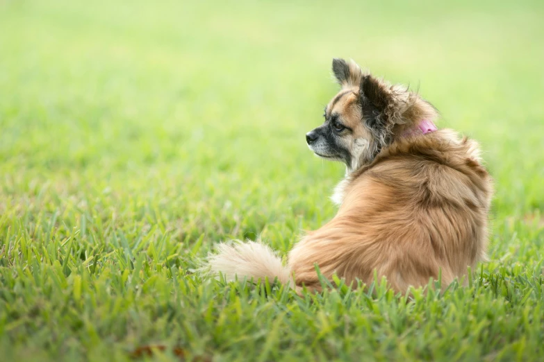 a small brown dog sitting on top of a lush green field