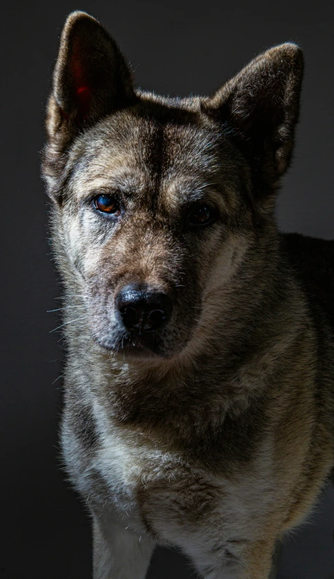 an artistic image of a dog with blue eyes
