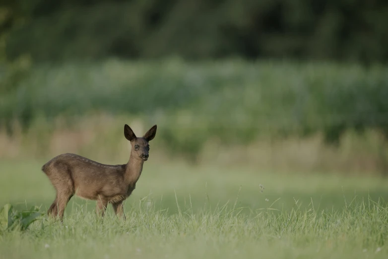 a deer that is standing in the grass