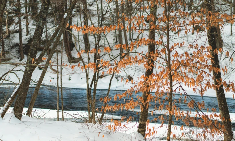 a yellow tree stands out in the snow