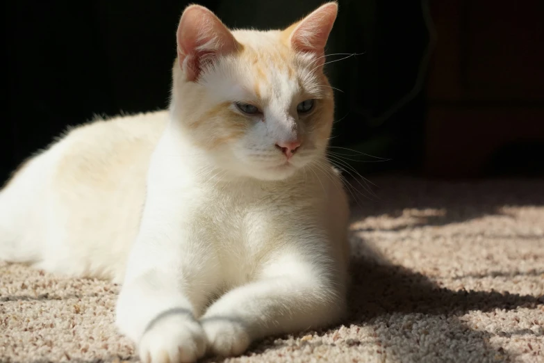 a cat sits in the sunlight with its front paw stretched out