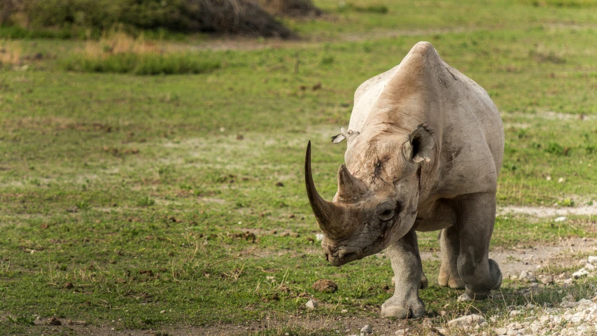 there is an image of a rhino on the grass