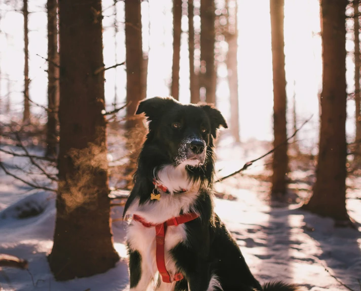 the dog is sitting in the snow by a tree