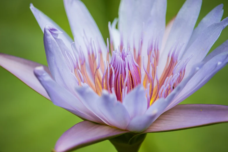 a close up of a flower with blurry leaves