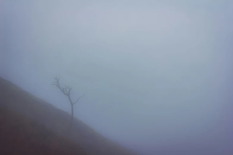 a lone tree in the fog on a hill