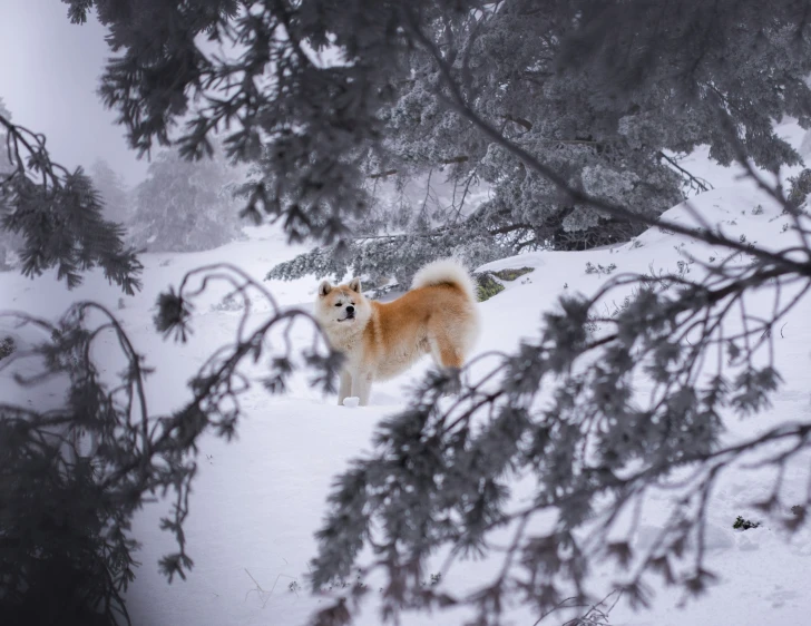 a dog standing in the snow in front of some trees