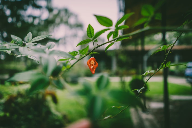 an orange flower is on the nch