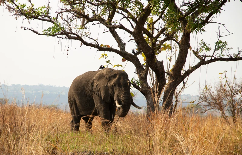 a elephant standing in a field near a tree