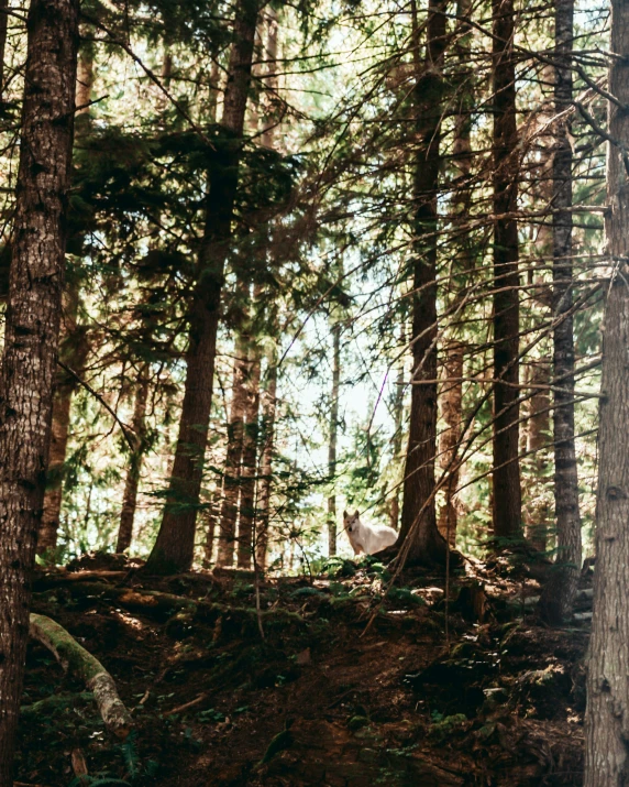 a bird sitting in the middle of the woods