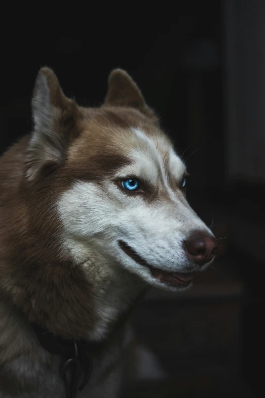 a brown and white husky with blue eyes