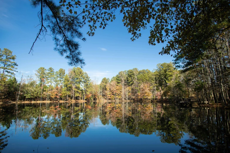 the sky is clear with no clouds, a small lake has several trees growing around it